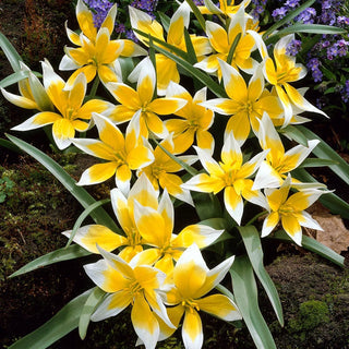 Golden Charm Tulip Seeds